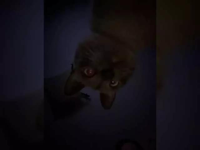 Offline Rinaaamur on BongaCams