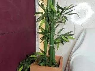 Offline hiyab-sami on CamSoda